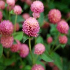 Pembe Medine Hanım Düğmesi Çiçeği Tohumu -50 Adet