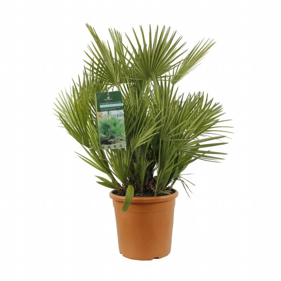 Bodur Palmiye Ağacı Chamaerops Humilis