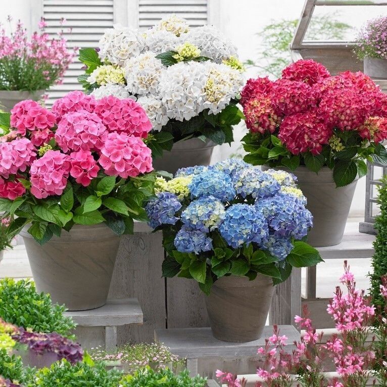 Mixed Karışık XL Dev Çiçekli Ortanca Çiçeği Fidesi (10 Adet)