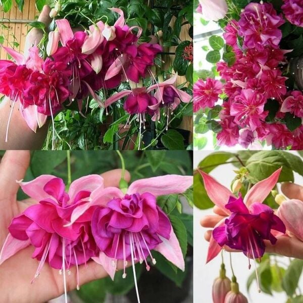 XXL Dev Çiçekli Bella Rosella Küpe Çiçeği Fidesi(1 Adet)