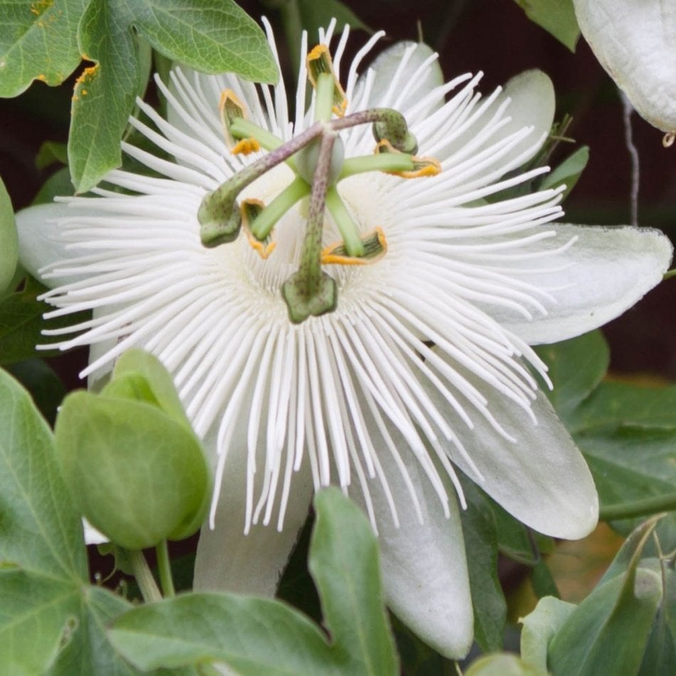 Tüplü Beyaz Çiçekli Eliott Passiflora Fidanı