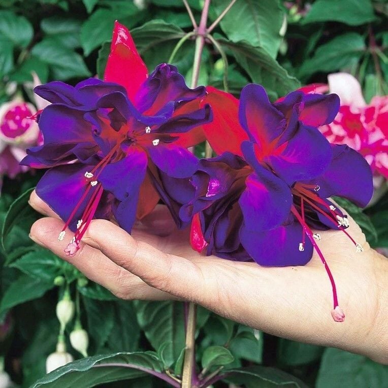 XXL Dev Çiçekli Vodoo Küpe Çiçeği Fidesi(1 Adet)