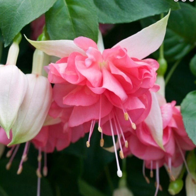 Özel Çeşit Nadir Peachy XXL İri Çiçekli Küpe Çiçeği Fidesi (1 Adet)