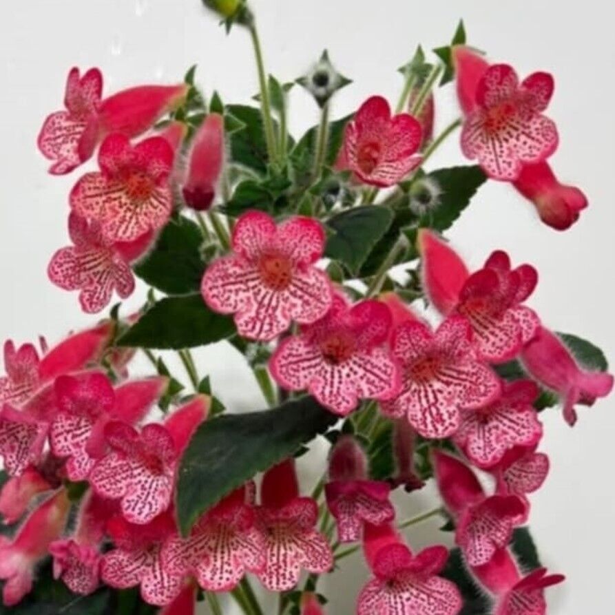 Özel Çeşit Manchu Kohleria Japon Küpelisi Çiçeği Fidesi (Mini Saksıda)