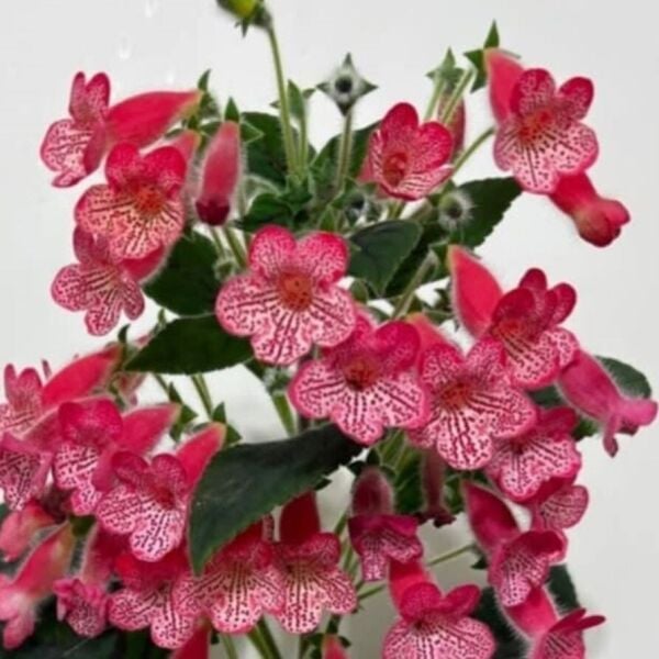 Özel Çeşit Manchu Kohleria Japon Küpelisi Çiçeği Fidesi (Mini Saksıda)