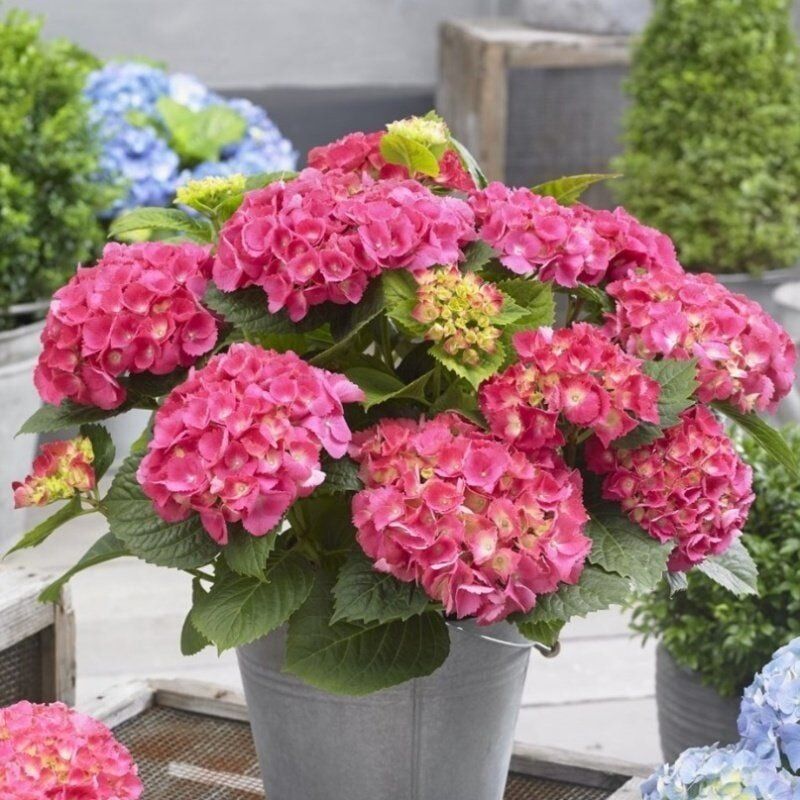 XL Dev Pembe Çiçekli Ortanca Çiçeği Fidesi (1 Adet)