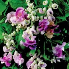 Tüplü Selluka İzmir Sarmaşığı Vigna Caracalla Fidanı -(50-100 cm)