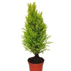 Tüplü Limoni Servi (Cupressus Macrocarpa) Fidanı (20/30 CM)