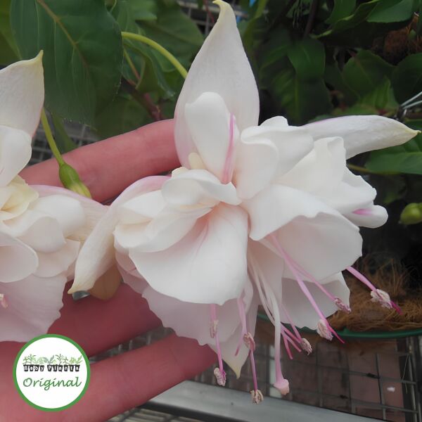 XXL İri Çiçekli White King Beyaz Küpeli Çiçeği Fidesi (1 Adet)