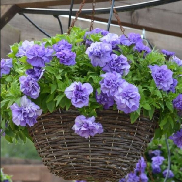 Tumbelina Sophia Kokulu Katmerli Sarkıcı Superstar Petunya Çiçeği Fidesi (1 Adet)