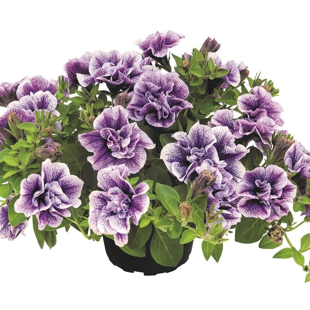 Tumbelina Priscilla Pro Kokulu Katmerli Sarkıcı Petunya Çiçeği Fidesi (1 Adet)