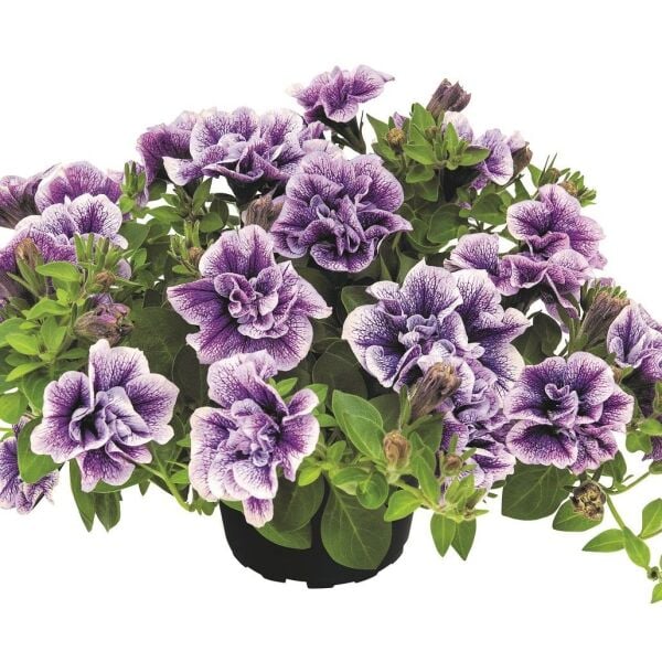 Tumbelina Priscilla Pro Kokulu Katmerli Sarkıcı Petunya Çiçeği Fidesi (1 Adet)