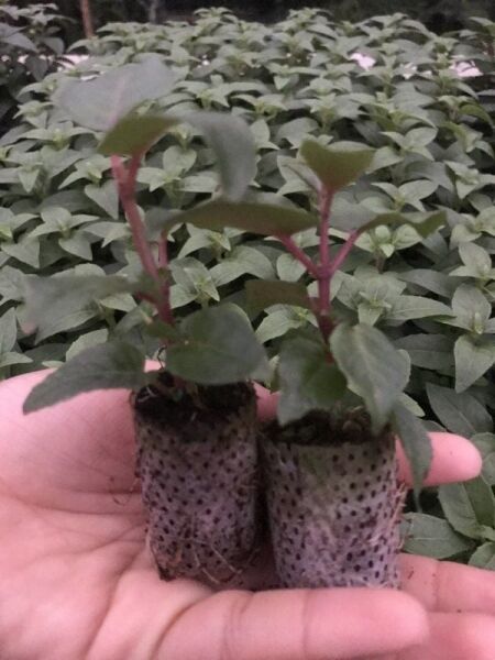 XXl Çiçekli Deep Purple Küpe Çiçeği Fidesi (1 Adet)