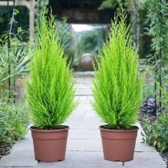 Limoni Servi (Cupressus Macrocarpa) Fidanı (10/50 Cm)-10 Adet