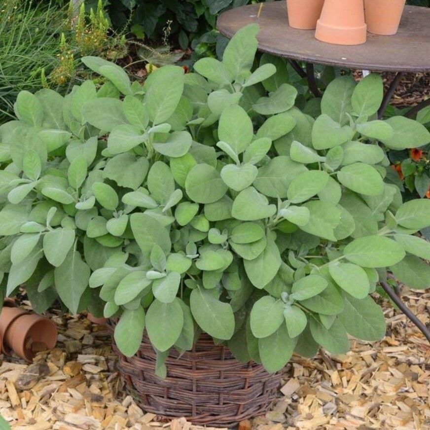 Culinaria Adaçayı Fidesi (2 Adet )