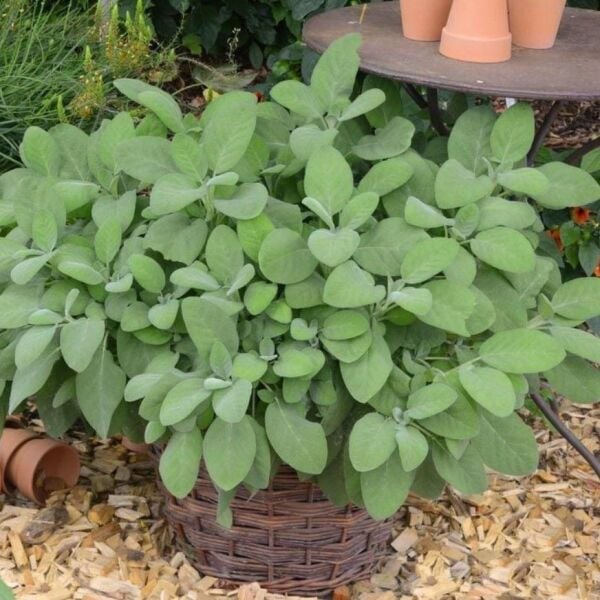 Culinaria Adaçayı Fidesi (2 Adet )