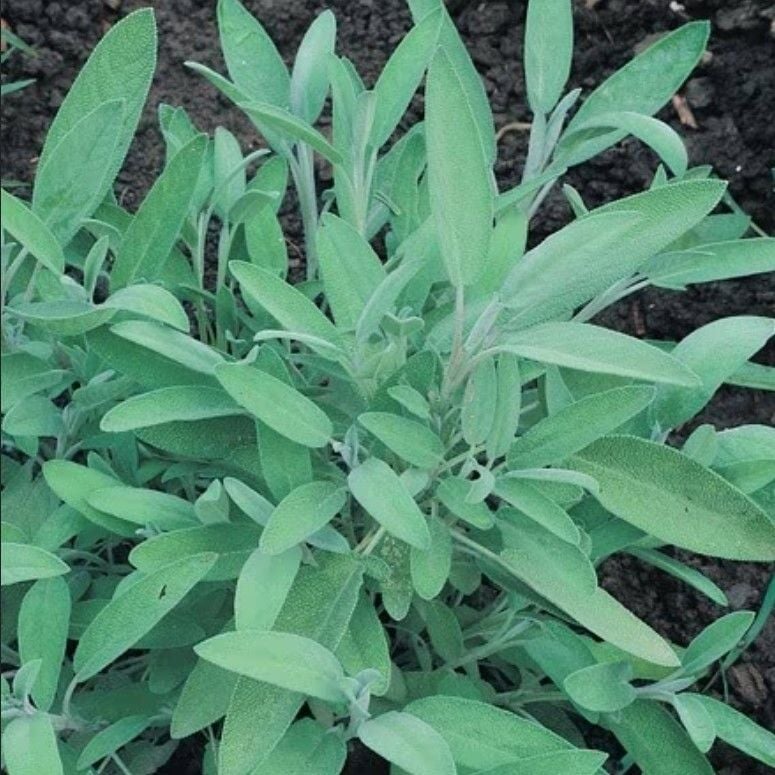 Fortado Adaçayı Çiçeği Fidesi (2 Adet )