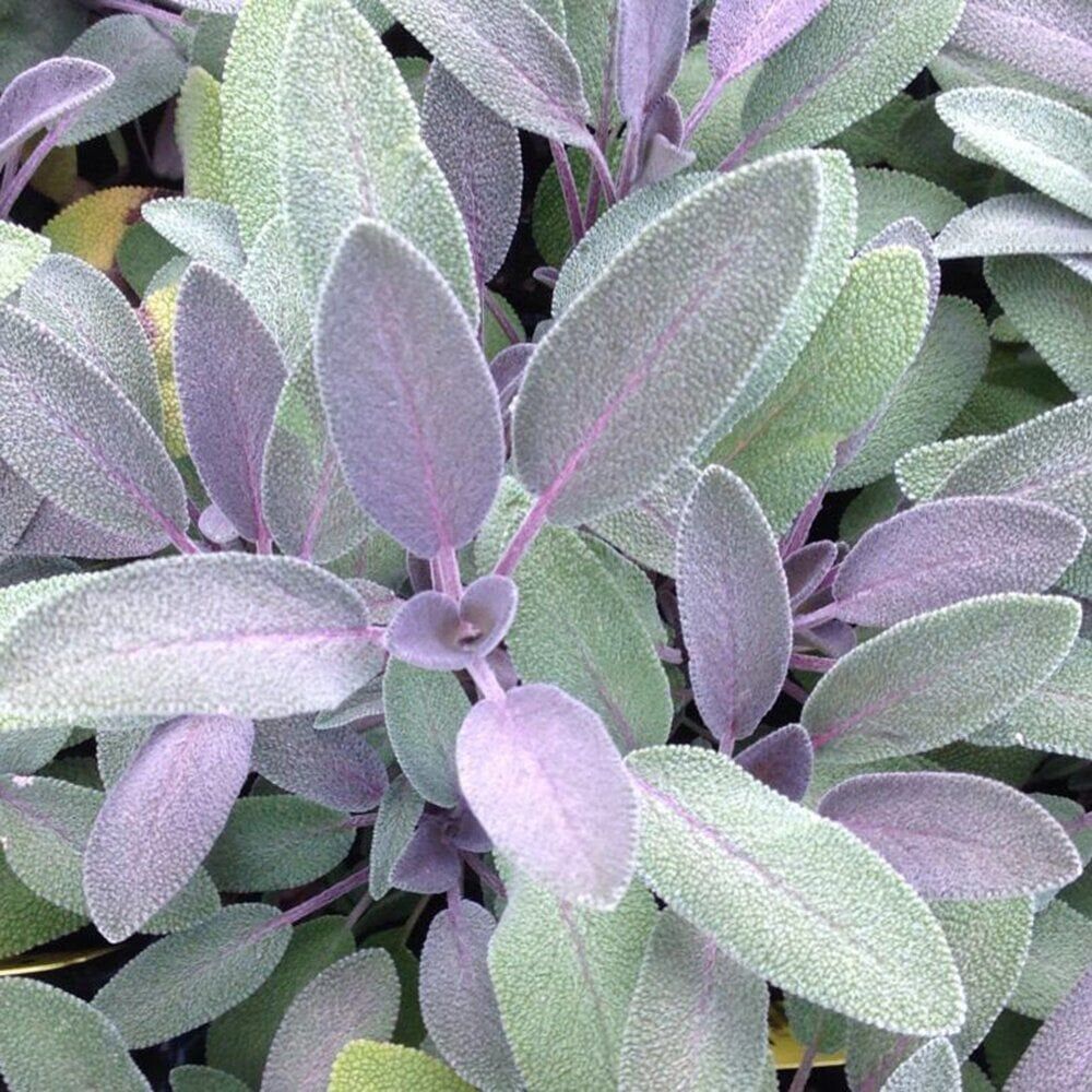 Purpurmantel Adaçayı Çiçeği Fidesi (2 Adet )