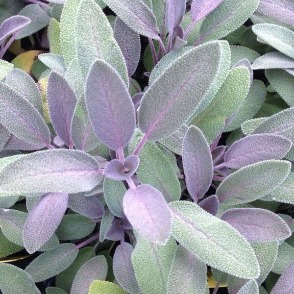 Purpurmantel Adaçayı Çiçeği Fidesi (2 Adet )