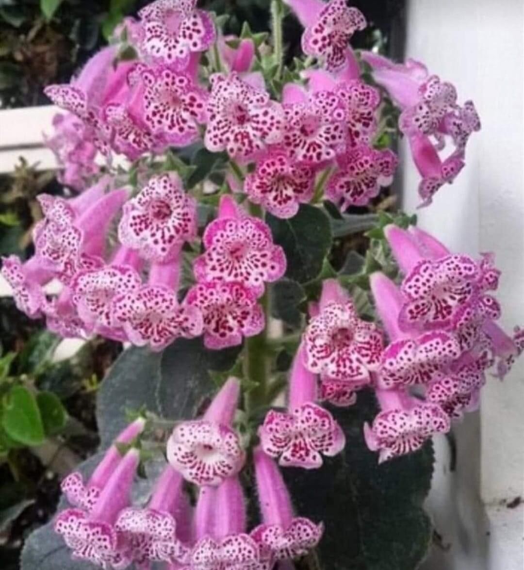 Özel Çeşit Nis Elvira Kohleria Japon Küpelisi Çiçeği Fidesi (Mini Saksıda)