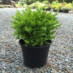 Tüplü Şimşir (Buxus sempervirens) Fidesi -5 Adet