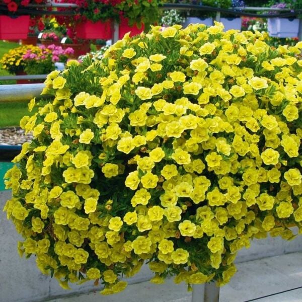 Calita Katmerli Double Sun Milyonlar Çanı Calibrochoa Çiçeği Fidesi (1 Adet)