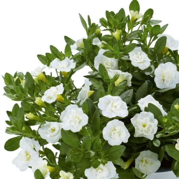 Calita Katmerli Double Snow Milyonlar Çanı Calibrochoa Çiçeği Fidesi (1 Adet)