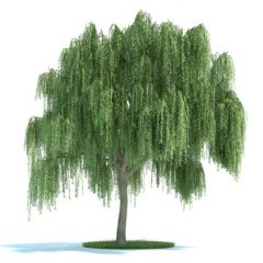 Tüplü Salkım Söğüt (Salix Babylonica) Fidanı