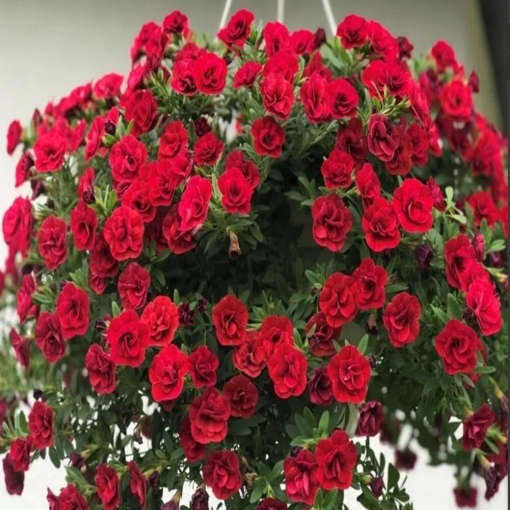 Calita Katmerli Double Red Milyonlar Çanı Calibrochoa Çiçeği Fidesi (1 Adet)