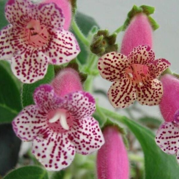 Özel Çeşit Leah Kohleria Japon Küpelisi Çiçeği Fidesi (Mini Saksıda)