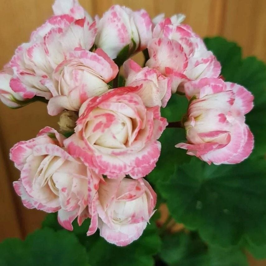 Özel Çeşit Denise Appleblossom Gül Sardunya Çiçeği Fidesi (1 Adet)