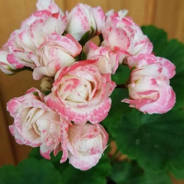 Özel Çeşit Denise Appleblossom Gül Sardunya Çiçeği Fidesi (1 Adet)