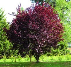 Tüplü Süs Eriği (Prunus Cerasifera) Fidanı