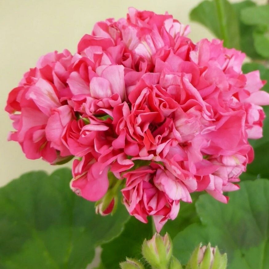 Özel Çeşit Sister Henry Katlı Çiçekli Olan Gül Sardunya Çiçeği Fidesi (1 Adet)