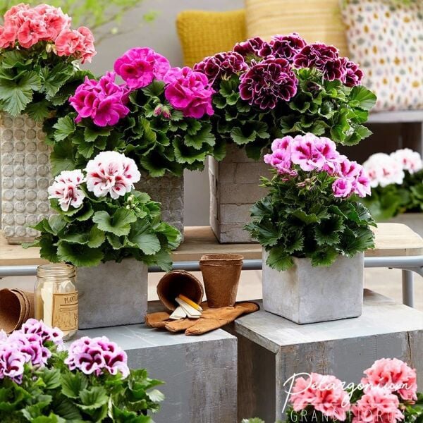 Mix Karışık Renkli Sardunya Canan Çiçeği Fidesi (4 Adet)