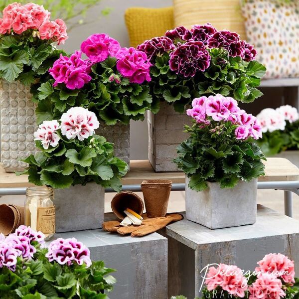 Mix Karışık Renkli Sardunya Canan Çiçeği Fidesi (50 Adet)