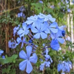 Tüplü Mavi Çiçekli Yasemin Fidanı