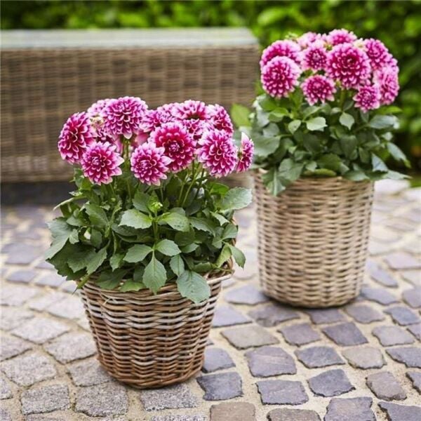 İri Çiçekli Lubega Burgundy White Dahlia Çiçeği Fidesi (1 Adet)