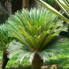 Saksıda Cycas Sikas Ağacı