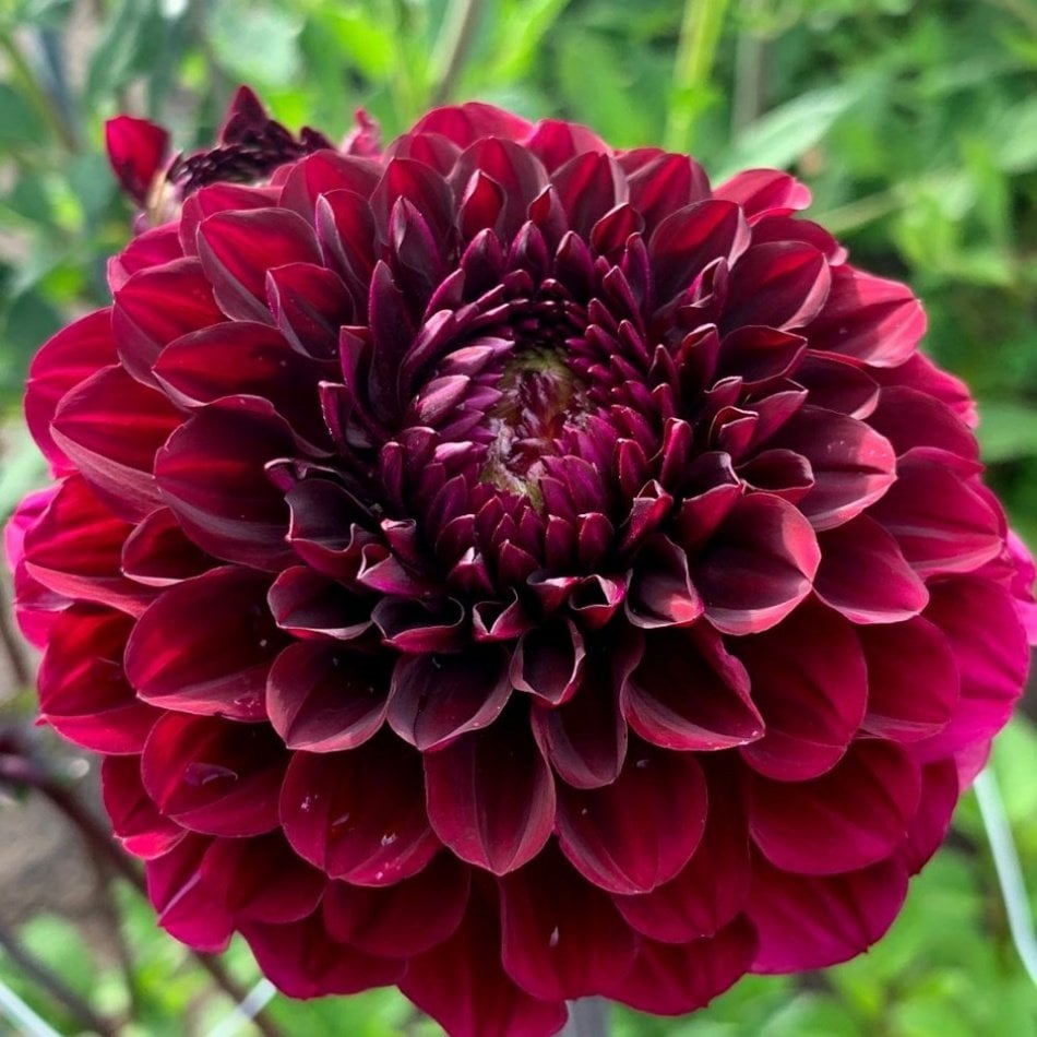 Bordo Zinnia Kirli Hanım Çiçeği Tohumu -40 Adet