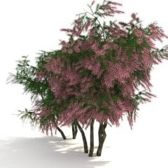 Tüplü Pembe Çiçekli Ilgın Ağacı Fidanı