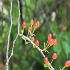 Tüplü Parfüm Kutusu Çiçeği Fidanı Sarcococca