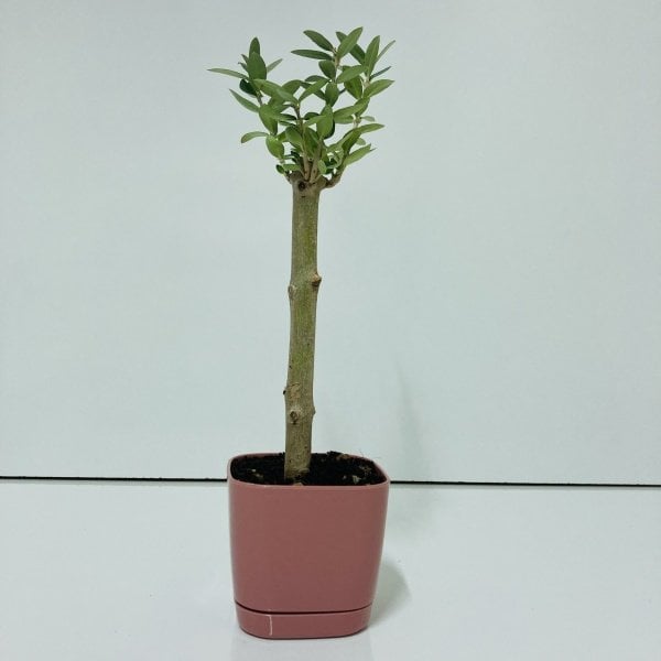 Bonsai Serisi Özel Üretim Pink Lüks Saksıda Hediyelik Zeytin Fidanı Ücretsiz Kargo İle
