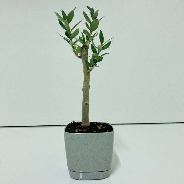 Bonsai Serisi Özel Üretim Grey Lüks Saksıda Hediyelik Zeytin Fidanı Ücretsiz Kargo İle