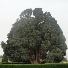 Halep Çamı (PINUS HALEPENSIS) Ağacı Tohumu -10 Adet