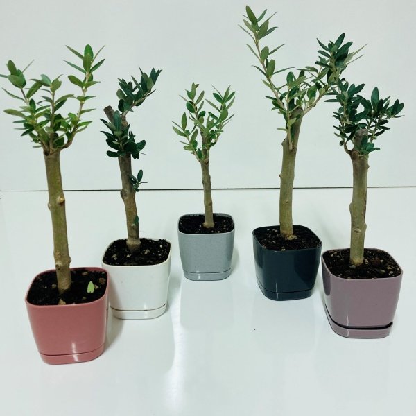 Bonsai Serisi Özel Üretim Purple Lüks Saksıda Hediyelik Zeytin Fidanı Ücretsiz Kargo İle
