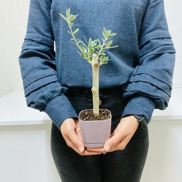 Bonsai Serisi Özel Üretim Purple Lüks Saksıda Hediyelik Zeytin Fidanı Ücretsiz Kargo İle