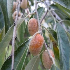 Tüplü İğde Fidanı (Eleagnus angustifolia)