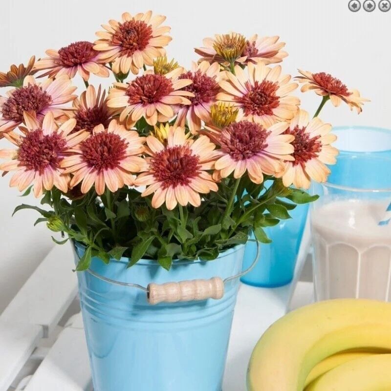 Katmerli Erato Double Orange Bodrum Papatyası Çiçeği Fidesi (1 Adet)