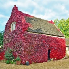 Kaplayıcı Örtücü Yayılıcı Amerikan Sarmaşığı Tohumu -24 Adet
